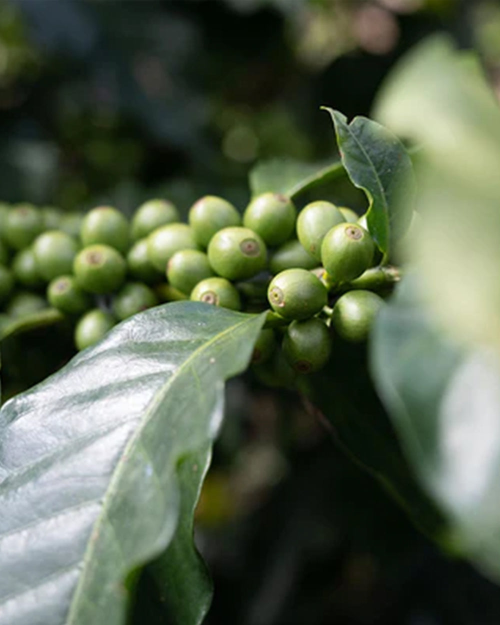 Finca Santa Cruz in Chiapas, Mexico